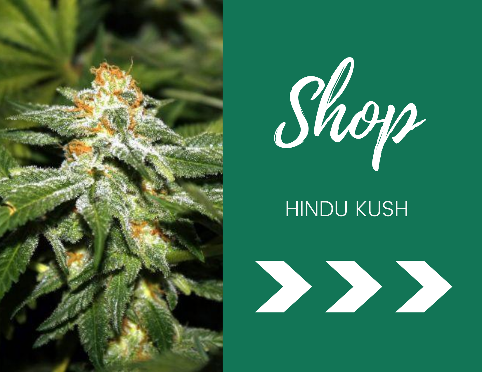 same day weed delivery, marijuana dispensary, mail order marijuana, weed delivery, cannabis delivery, Ontario dispensaries, weed delivery near me, weed delivery Ontario, cannabis delivery, kush delivery, weed stores in Ontario, Best weed store, Weed brands in Canada, Cannabis companies, best weed in Ontario, Toronto dispensaries, weed delivery Ottawa same day weed delivery, marijuana dispensary, mail order marijuana, weed delivery, cannabis delivery, Ontario dispensaries, weed delivery near me, weed delivery Ontario, cannabis delivery, kush delivery, weed stores in Ontario, Best weed store, Weed brands in Canada, Cannabis companies, best weed in Ontario, Toronto dispensaries, weed delivery Ottawa